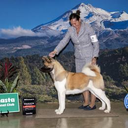 Red - Akita