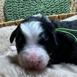 Amber - Black and white female Aussiedoodle puppy in York, Pennsylvania from Loving Puppy Paws Kennel