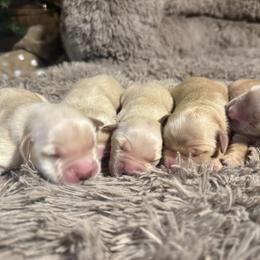Girl 2 - Golden female Golden Retriever puppy in North Pole, Alaska from Mulberry Retrievers