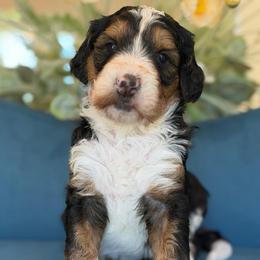 Uma - Tri-color female Bernedoodle puppy in Yuciapa, California from AlltheDoodlez_