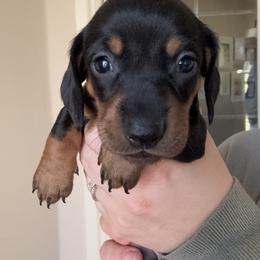 Lucky 7 - Black and tan male Dachshund puppy in Guthrie, Oklahoma from Kingdom Mini Dashchunds