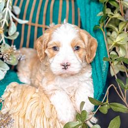 Summit - Caramel male Australian Labradoodle puppy in Decatur, Alabama from Southern Meadows Doodles