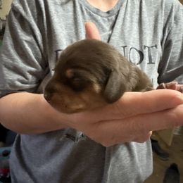 Tootsie Roll - Chocolate and tan female Dachshund puppy in Wappapello, Missouri from Kandb Dachshunds