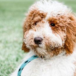 Goldendoodles from BossLady Kennel Club