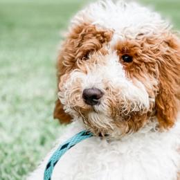 Goldendoodles from BossLady Kennel Club