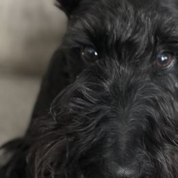 Scottish Terriers from Its Scot To Be Love Scotties