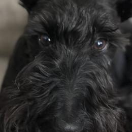Scottish Terriers from Its Scot To Be Love Scotties