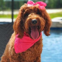 Hadley - Goldendoodle