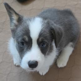Calypso - Blue female Pembroke Welsh Corgi puppy in Duarte, California from Duarte Pups