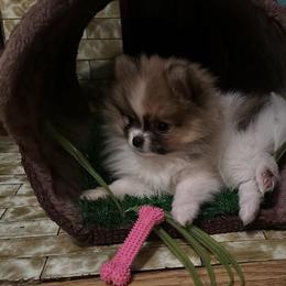 Pomeranian Puppies from Jaime's Pomeranians