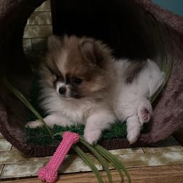 Pomeranian Puppies from Jaime's Pomeranians