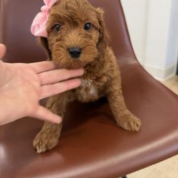 Titi - Red  female Goldendoodle puppy in Mint Hill, North Carolina from DoodleForever