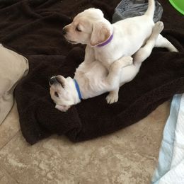 Labrador Retriever Puppies from Rim Country Labradors