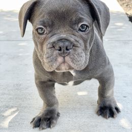 Sky - Blue French Bulldog puppy in Tracy, California from EST Kennels