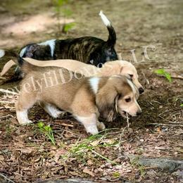 Dachshund Puppies from LovelylilDoxies