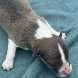 Boy 1 - Sable and white male Shetland Sheepdog puppy in Pensacola, Florida from Nancy Barger's Siberian Huskies
