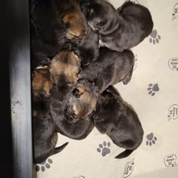 German Shepherd and Pembroke Welsh Corgi Puppies from J&R Shepherds & Corgis