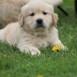 Golden Retriever Puppies from OPK GOLDENS