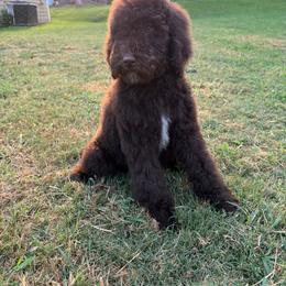 Rhaenys - Brown female Poodle puppy in Atlanta, Georgia from Syren House Doodles & Poodles