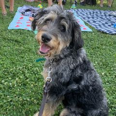 Truffles - Double Doodle