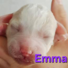 Emma-Jane Austen litter - Caramel cream female Labradoodle puppy in Phelan, California from Family Doodles