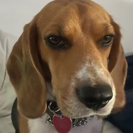 Beagles from Bruce Beagles