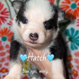 Hatch - Black and white male Pomsky puppy in Centerville, Iowa from LJ Kennels Pomskies, LLC