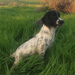 English Springer Spaniels from Ridgeline Springer Spaniels