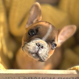 Clyde - Fawn and white male French Bulldog puppy in Ford City, Pennsylvania from DeWitt Frenchies