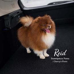 REID - Pomeranian