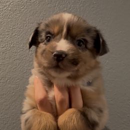 Tater - Blue merle male Miniature Australian Shepherd puppy in North Lakeport, California from Wild Rose Ranch