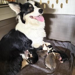 Winter - Black and tan female Pembroke Welsh Corgi puppy in Fayetteville, Arkansas from Intergalactic Corgis