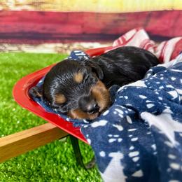 Apple - Black and tan female Dachshund puppy in Westport, Kentucky from Lonestar Creek Farm