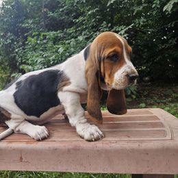 Pebbles - Black white and brown female Basset Hound puppy in Pleasant Lake, Michigan from Pleasant Bay Basset Hounds