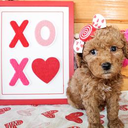 Merry - MICRO MINI - Red  female Goldendoodle puppy in Antlers, Oklahoma from Rocking H