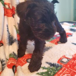 Boy 3 - Black Miniature Schnauzer puppy in Parma, Ohio from Nature's Nook
