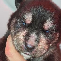 Ragnarök - Black tan and white male Siberian Husky puppy in Richland, Mississippi from Feazell’s Siberian Huskies