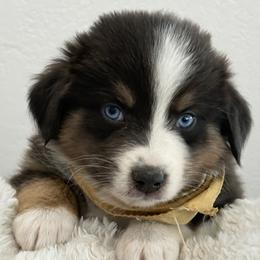 Boy 4 - male Australian Shepherd puppy in Benicia, California from Aussie-Love