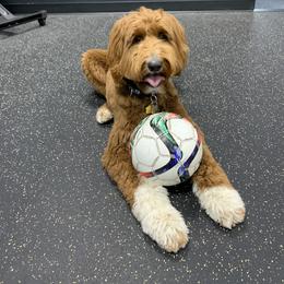 Assorted Doodle Crosses, Bernedoodle, Goldendoodle, and Labradoodle All Grown Up from Erica’s Doodles