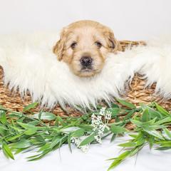 Australian Mountain Doodle, Bernedoodle, and Goldendoodle Puppies from Wynterwood Doodles