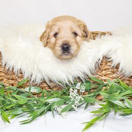 Australian Mountain Doodle, Bernedoodle, and Goldendoodle Puppies from Wynterwood Doodles