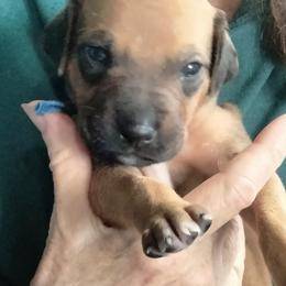 Boy 1 - male Rhodesian Ridgeback puppy in Alabama from Celtic Lore Ridgebacks