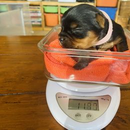 Yorkshire Terrier Puppies from Happy Little Yorkies