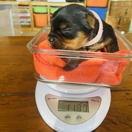 Yorkshire Terrier Puppies from Happy Little Yorkies
