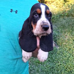 Colt - Black brown and white male Basset Hound puppy in Mack's Creek, Missouri from Mack's Creek Basset Hounds