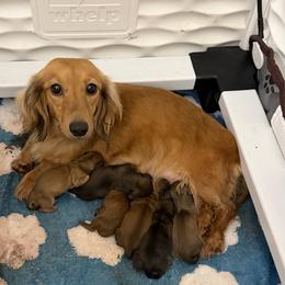 Boy 1 - Cream male Dachshund puppy in Spanaway, Washington from 11 Oaks Kennels