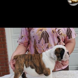 Bulldog and French Bulldog Puppies from Impressive Bulldogs and French Bulldogs