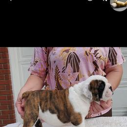 Bulldog and French Bulldog Puppies from Impressive Bulldogs and French Bulldogs