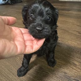 Girl 2 - Phantom female Goldendoodle puppy in Florida from Doodles & Danes