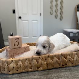 Star - Cream female Dachshund puppy in Modesto, California from Raws Doxies